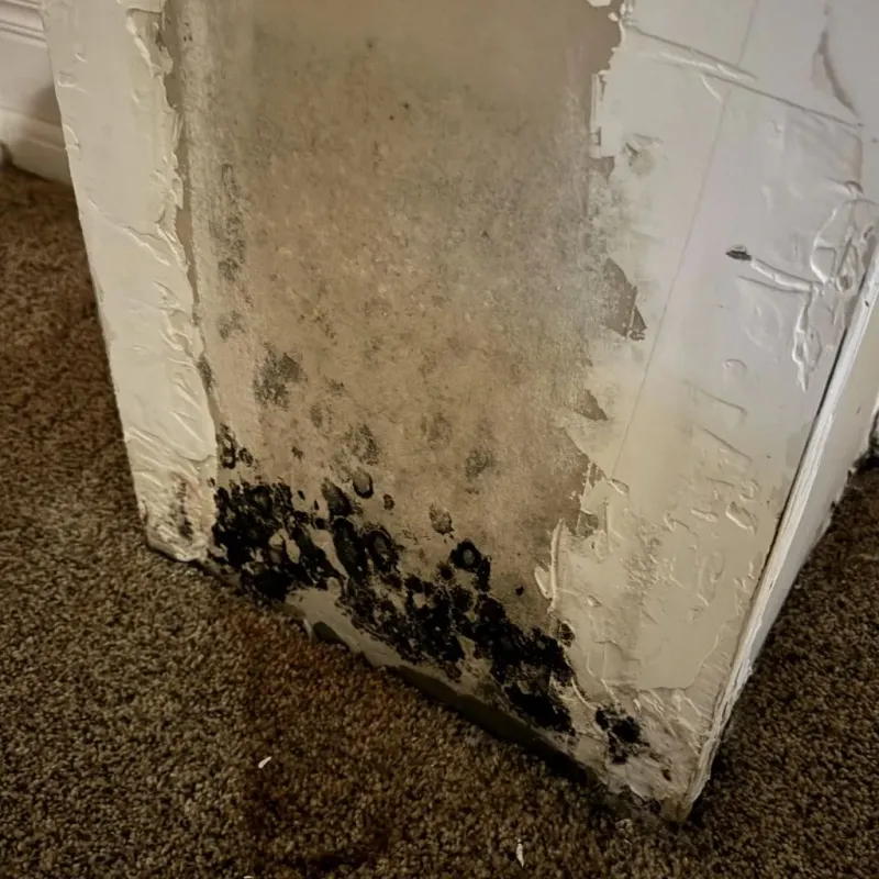 Professional Mold Removal in New London, OH